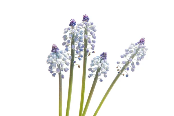 Bluebells flower (Grape Hyacinth Muscari armeniacum) — Stock Photo, Image