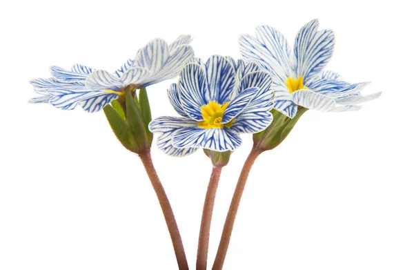 Primrose bloem geïsoleerd — Stockfoto
