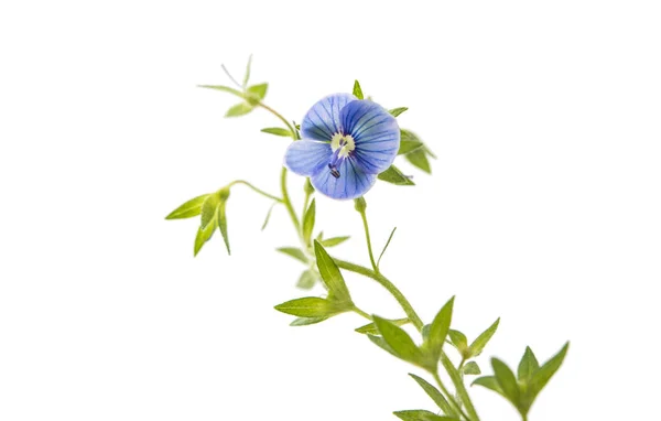 Piccolo fiore blu isolato — Foto Stock