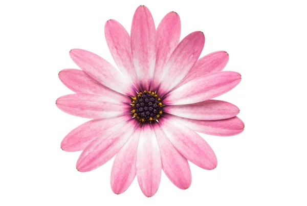 Osteosperumum bloem Daisy geïsoleerd — Stockfoto