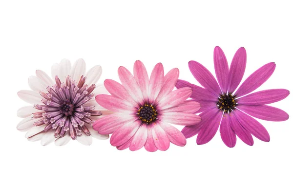 Osteosperumum Flower Daisy Isolated — Stock Photo, Image