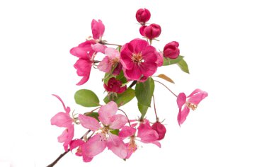 İzole pembe elma çiçek 