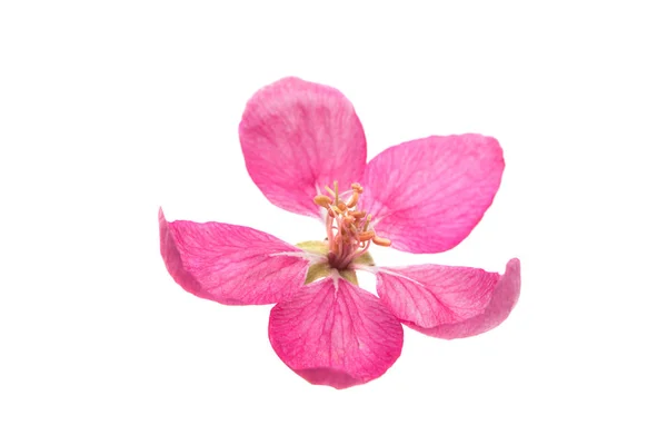 Fiore di mela rosa isolato — Foto Stock