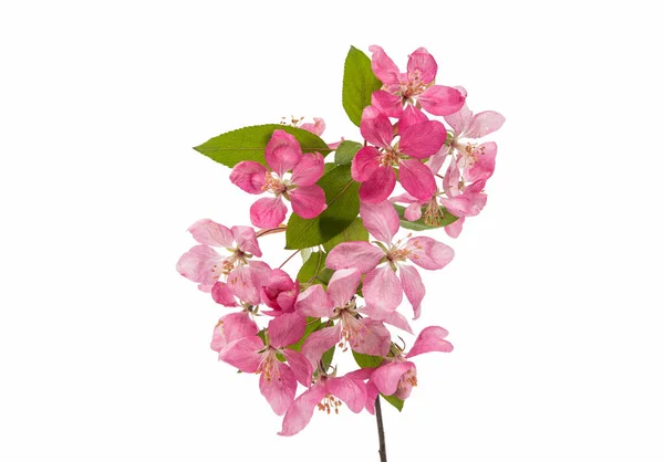 Roze apple bloem geïsoleerd — Stockfoto