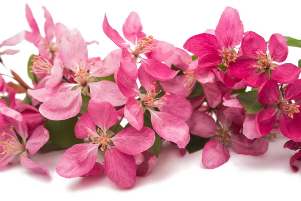 Roze apple bloem geïsoleerd — Stockfoto