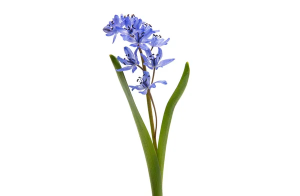 Güzel mavi doğal taze kardelen çiçek — Stok fotoğraf