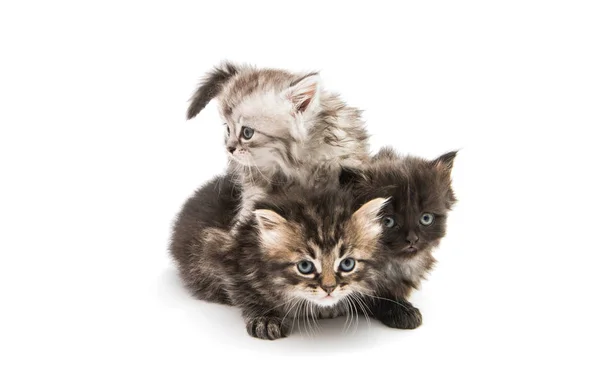 Kleine flauschige Kätzchen isoliert — Stockfoto