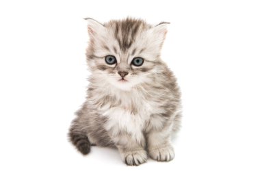 İzole küçük tüylü kedi yavrusu 