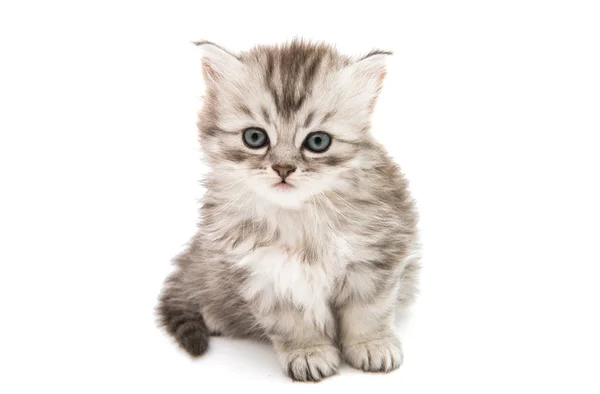 Beetje pluizig kitten geïsoleerd — Stockfoto