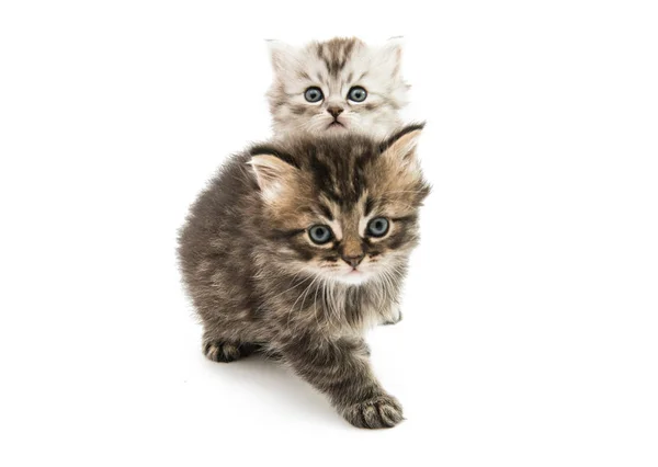 Beetje pluizig kitten geïsoleerd — Stockfoto