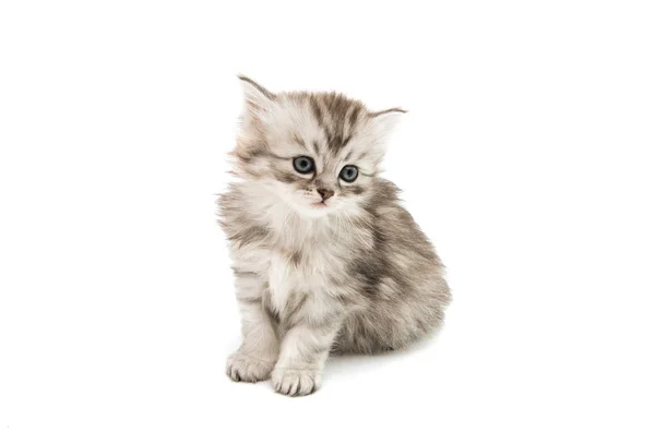 Little fluffy kitten isolated — Stock Photo, Image