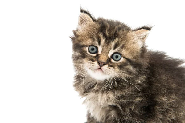 İzole küçük tüylü kedi yavrusu — Stok fotoğraf