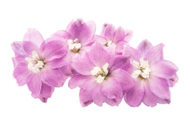 Menekşe delphinium çiçek