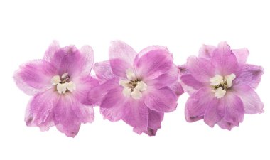 Menekşe delphinium çiçek