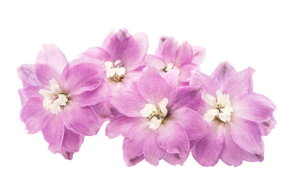 Violet delphinium flower — Stock Photo, Image