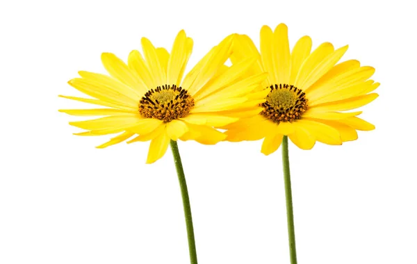 Yellow daisy isolated — Stock Photo, Image