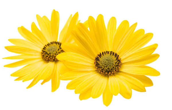 Yellow daisy isolated — Stock Photo, Image