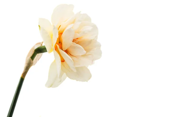 Daffodil flower isolated — Stock Photo, Image