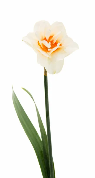 Narcissen bloem geïsoleerd — Stockfoto