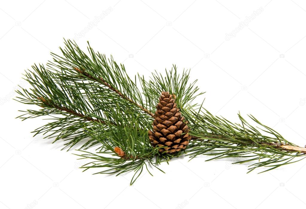 Sprig of pine with cones isolated 