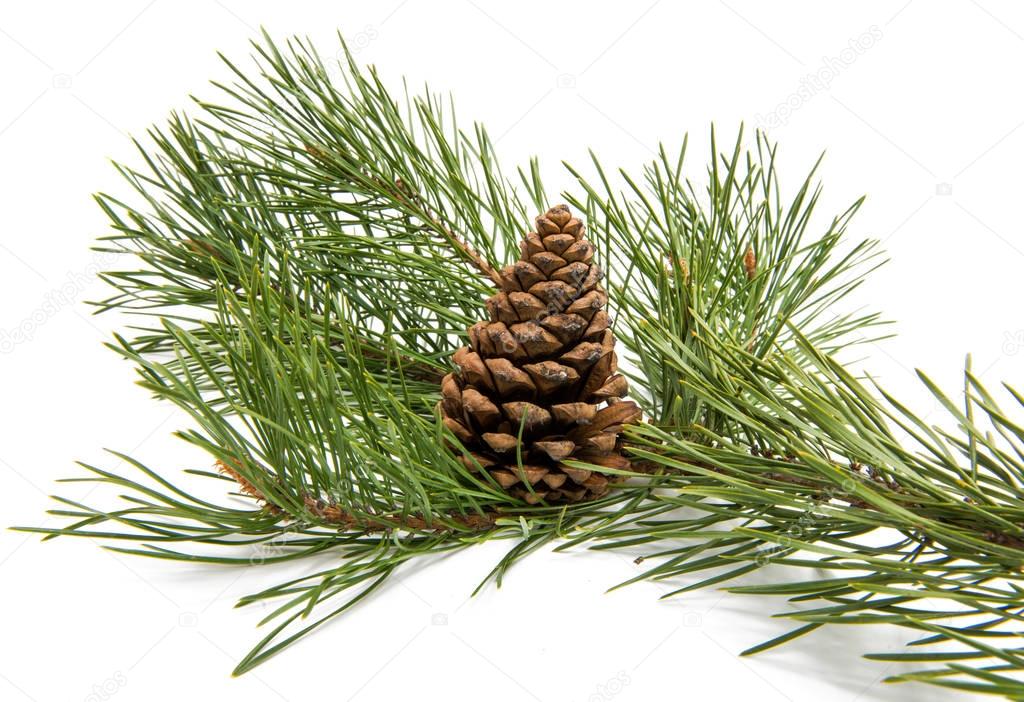 Sprig of pine with cones isolated 