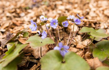 mantarı nobilis çiçek