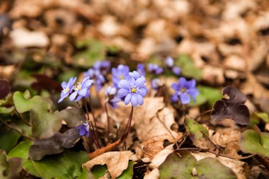 mantarı nobilis çiçek