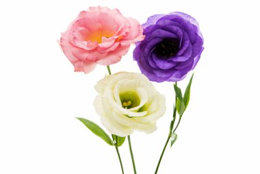 eustoma elegance çiçek 