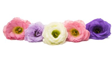 eustoma elegance çiçek 