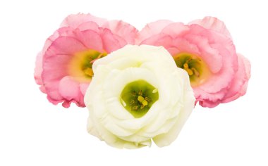 eustoma elegance çiçek 