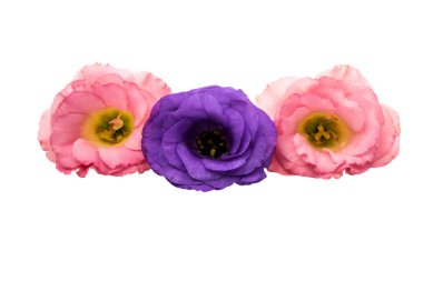 eustoma elegance çiçek 