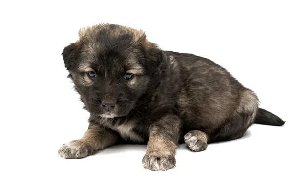 Pequeno cachorro isolado — Fotografia de Stock