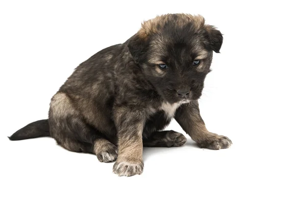 Small Puppy isolated — Stock Photo, Image