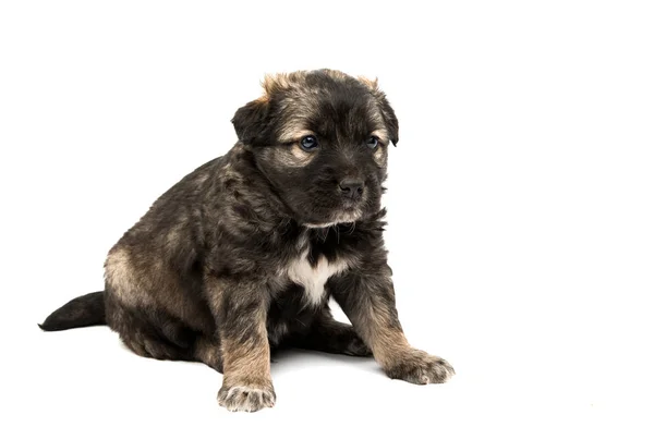 İzole küçük köpek yavrusu — Stok fotoğraf