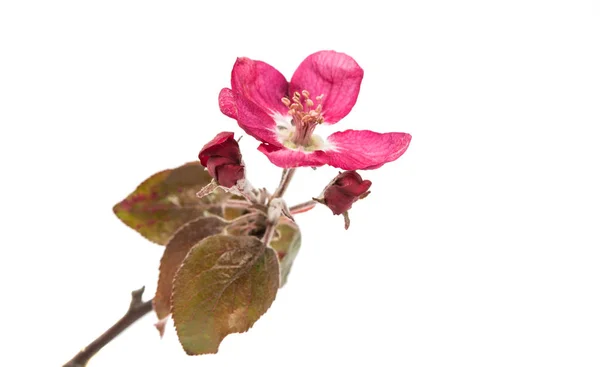 Apfelblüten isoliert — Stockfoto