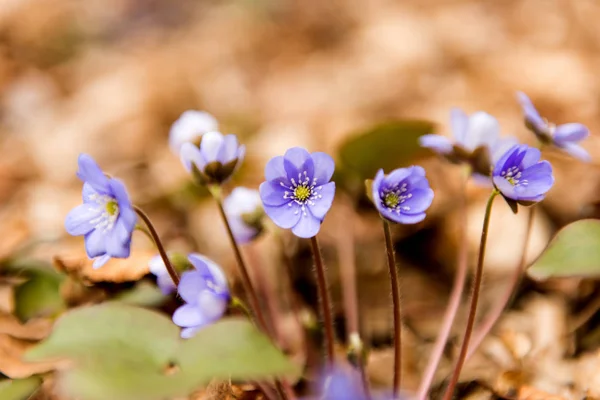 Hepatica nobilis flor — Foto de Stock