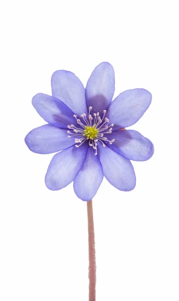 Hepatica nobilis - erste Frühlingsblume — Stockfoto