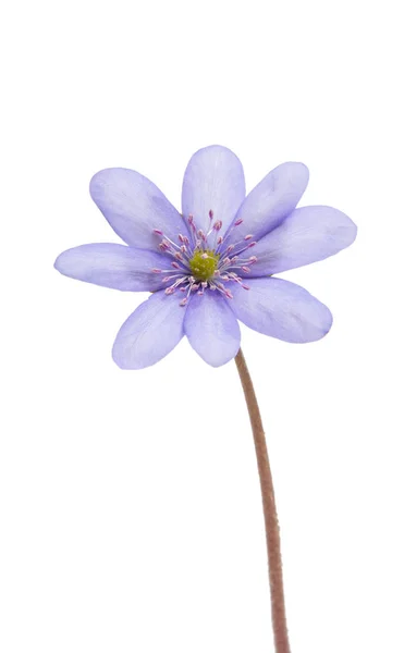 Hepatica Nobilis - primo fiore primaverile — Foto Stock