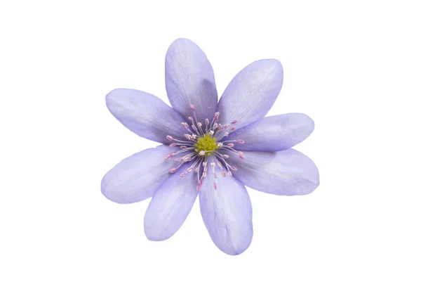 Hepatica nobilis - erste Frühlingsblume — Stockfoto