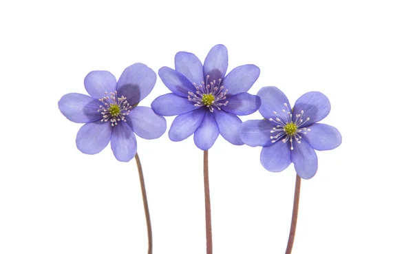 Hepatica Nobilis - primera flor de primavera — Foto de Stock