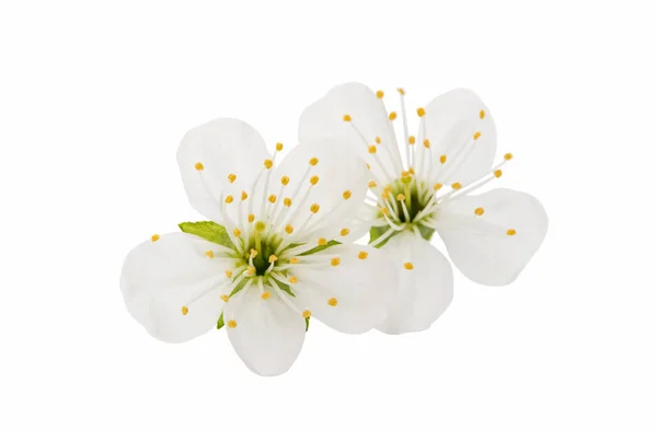 벚꽃 꽃 절연 — 스톡 사진