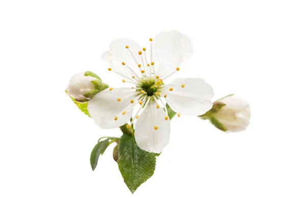 Izole kiraz çiçeği çiçek — Stok fotoğraf