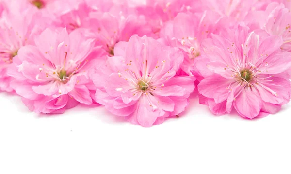 Sakura pink flowers — Stock Photo, Image