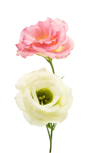 Eustoma elegance flower — Stock Photo, Image