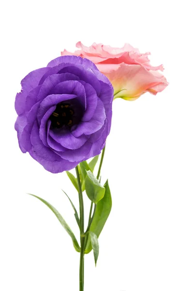 Flor elegancia eustoma —  Fotos de Stock