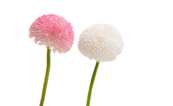 Fleur de marguerite isolée — Photo