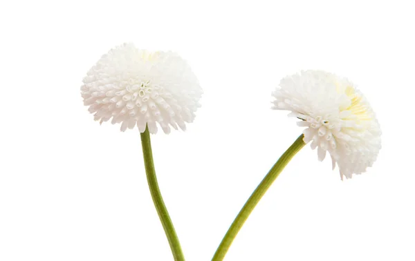 마 거리 트 꽃 절연 — 스톡 사진