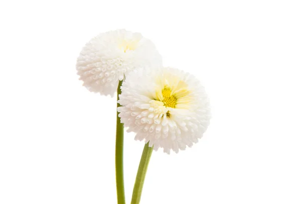 Marguerite blomma isolerade — Stockfoto