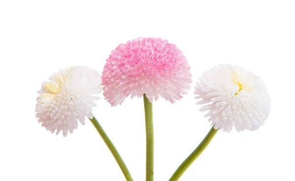Marguerite blomma isolerade — Stockfoto