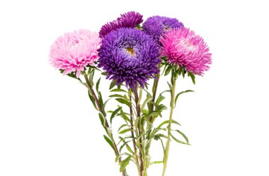 izole aster çiçek 